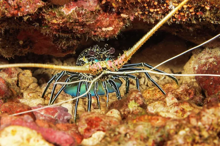 Framed Print : Painted spiny lobster (Panulirus versicolor) looking out of cavern entrance in reef, Yap, Micronesia, Pacific Ocean Framed Print : Painted spiny lobster (Panulirus versicolor) looking out of cavern entrance in reef, Yap, Micronesia, Pacific Ocean
