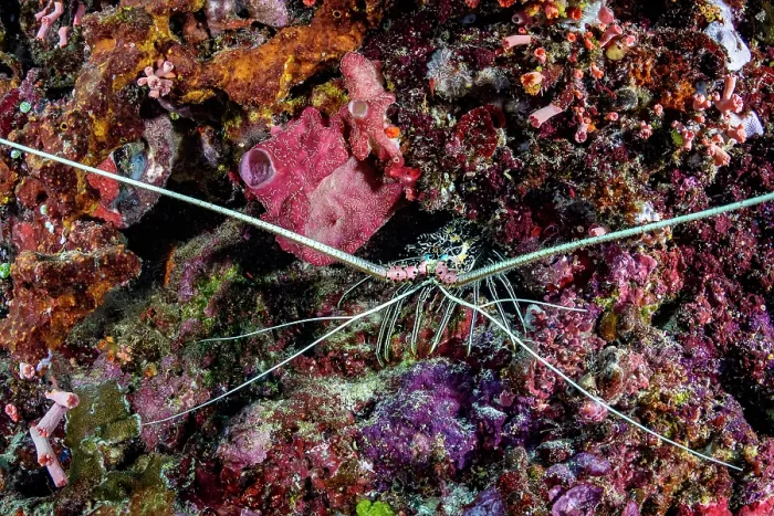 Framed Print : Painted spiny lobster (Panulirus versicolor) peering from a hole in the coral reef, Bunaken National Park, North Sulawesi, Indonesia, Pacific Ocean Framed Print : Painted spiny lobster (Panulirus versicolor) peering from a hole in the coral reef, Bunaken National Park, North Sulawesi, Indonesia, Pacific Ocean