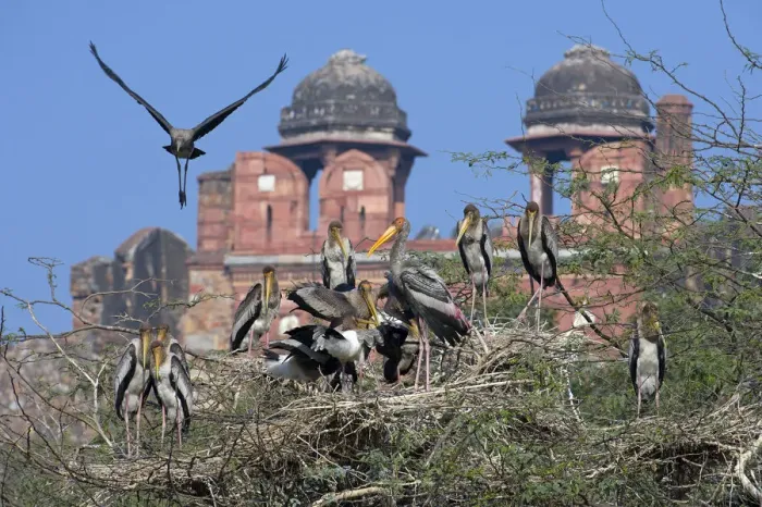 Framed Print : Painted Stork (Mycteria leucocephala), colony, with historic building behind, Delhi Framed Print : Painted Stork (Mycteria leucocephala), colony, with historic building behind, Delhi