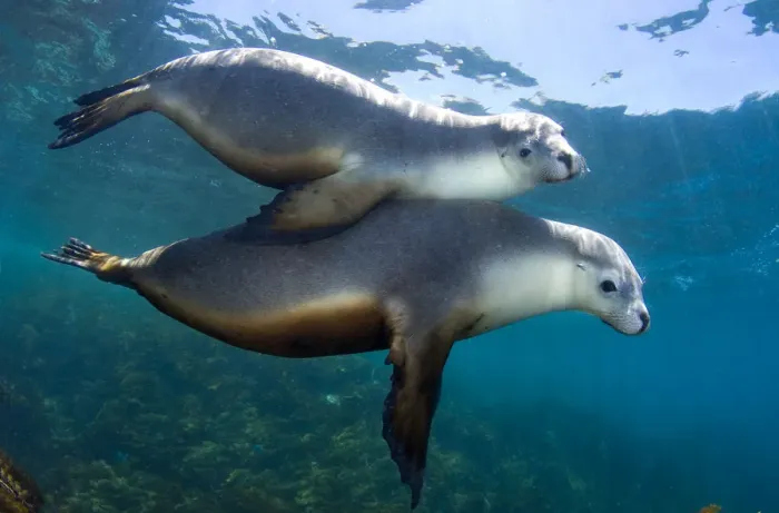 Framed Print : A pair of Australian Sea Lions (Neophoca cinerea) socialising in the shallows. Kangaroo Island Framed Print : A pair of Australian Sea Lions (Neophoca cinerea) socialising in the shallows. Kangaroo Island