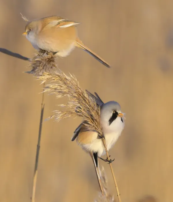 Framed Print : Pair of Bearded reedling (Panurus biarmicus) perched on reeds, Finland. January Framed Print : Pair of Bearded reedling (Panurus biarmicus) perched on reeds, Finland. January
