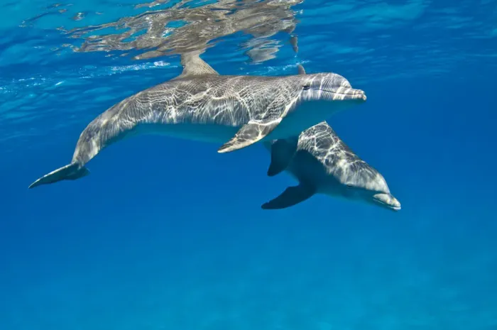 Framed Print : A pair of Bottlenose dolphins (Tursiops truncatus) swimming beneath the surface. Sandy Ridge