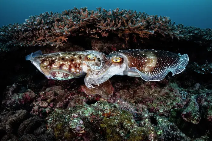 Framed Print : Pair of Broadclub cuttlefish (Sepia latimanus) mating in a coral reef, Kagoshima Prefecture, Japan. Having succeeded in gaining the female's acceptance, the male on the right has wrapped his arms around the female's head Framed Print : Pair of Broadclub cuttlefish (Sepia latimanus) mating in a coral reef, Kagoshima Prefecture, Japan. Having succeeded in gaining the female's acceptance, the male on the right has wrapped his arms around the female's head
