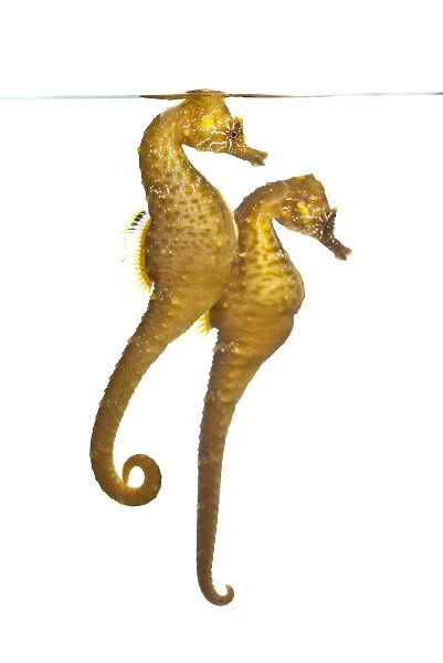 A pair of captive Common  /  Short snouted seahorses (Hippocampus hippocampus) in aquarium