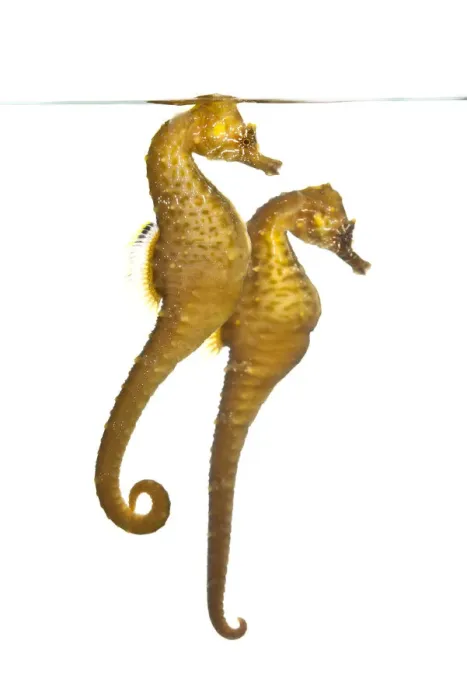 Framed Print : A pair of captive Common / Short snouted seahorses (Hippocampus hippocampus) in aquarium Framed Print : A pair of captive Common / Short snouted seahorses (Hippocampus hippocampus) in aquarium