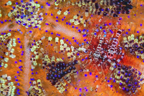 Pair of Coleman shrimps (Periclimenes colemani) living in a fire urchin (Asthenosoma varium). The female is the larger shrimp. Fire urchins are one of the largest and most venomous urchins, their bright colours a warning of their toxicity