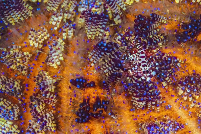 Framed Print : Pair of Coleman shrimps (Periclimenes colemani) living in Fire urchin (Asthenosoma varium Framed Print : Pair of Coleman shrimps (Periclimenes colemani) living in Fire urchin (Asthenosoma varium
