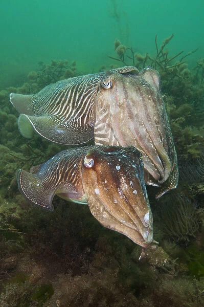 Pair of Common cuttlefish (Sepia officinalis), female in front of male, during spring
