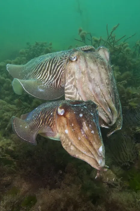 Framed Print : Pair of Common cuttlefish (Sepia officinalis), female in front of male, during spring Framed Print : Pair of Common cuttlefish (Sepia officinalis), female in front of male, during spring