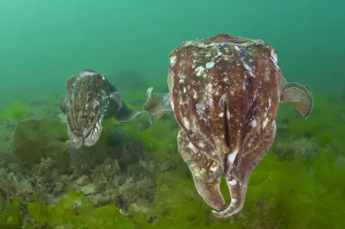 Framed Print : Pair of Common cuttlefish (Sepia officinalis), female in foreground and male behind Framed Print : Pair of Common cuttlefish (Sepia officinalis), female in foreground and male behind