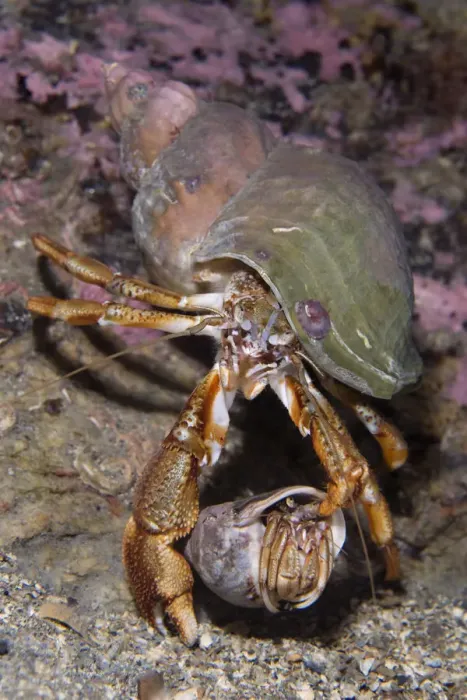 Framed Print : Pair of Common hermit crabs (Pagurus bernhardus) male carrying female until she leaves her shell Framed Print : Pair of Common hermit crabs (Pagurus bernhardus) male carrying female until she leaves her shell