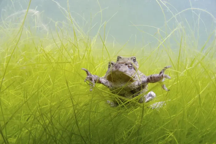 Framed Print : Pair of Common toads (Bufo bufo) in amplexus underwater, Belgium, March Framed Print : Pair of Common toads (Bufo bufo) in amplexus underwater, Belgium, March