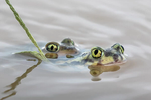 Pair of Couch's spadefoot toads (Scaphiopus couchii) mating in water, Texas, USA. June