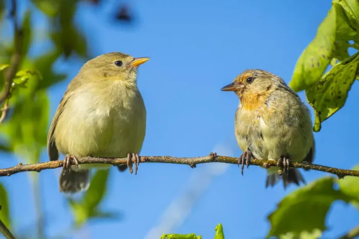 Framed Print : Pair of Darwins green warbler finch (Certhidea olivacea) perching on a branch Framed Print : Pair of Darwins green warbler finch (Certhidea olivacea) perching on a branch