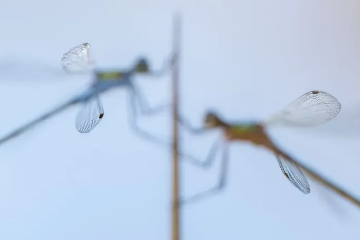 Framed Print : Pair of Emerald damselflies (Lestes sponsa) resting on a reed, with only tips of wings in focus Framed Print : Pair of Emerald damselflies (Lestes sponsa) resting on a reed, with only tips of wings in focus