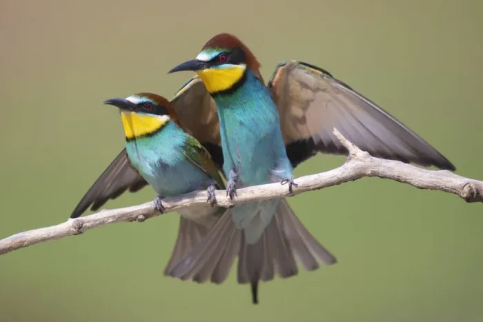 Framed Print : Pair of Eurasian bee-eaters (Merops apiaster) perched on branch, Pusztaszer reserve, Hungary. May Framed Print : Pair of Eurasian bee-eaters (Merops apiaster) perched on branch, Pusztaszer reserve, Hungary. May