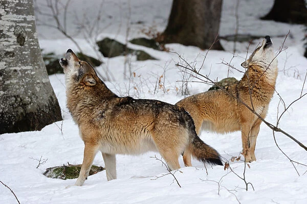 Pair of European grey wolves (Canis lupus) howling in the snow, captive