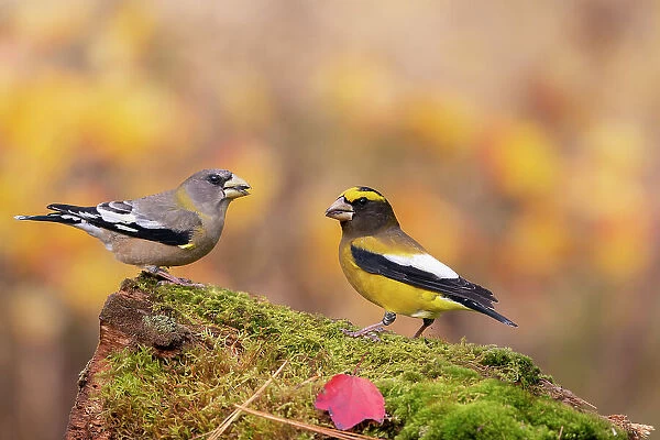 Pair of Evening grosbeaks (Coccothraustes vespertinus), in winter plumage, perched on moss-covered log. New York, USA. October. Digitally retouched; distractions removed. Topaz AI Sharpen applied