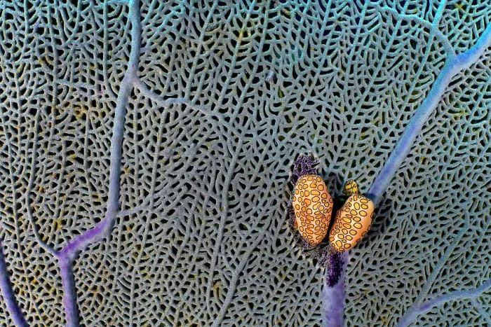 Framed Print : A pair of Flamingo tongue cowries (Cyphoma gibbosum) on a common sea fan (Gorgonia ventalina) which they predate upon, East End, Grand Cayman, Cayman Islands, British West Indies, Caribbean Sea Framed Print : A pair of Flamingo tongue cowries (Cyphoma gibbosum) on a common sea fan (Gorgonia ventalina) which they predate upon, East End, Grand Cayman, Cayman Islands, British West Indies, Caribbean Sea