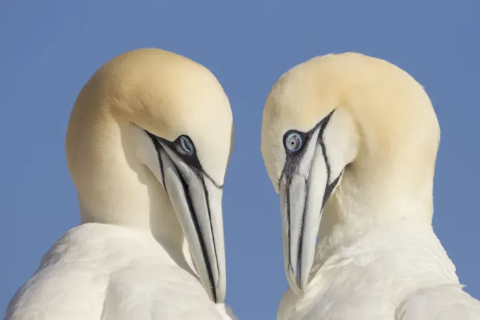 Framed Print : Pair of Gannets (Morus bassanus) mutual preening, Bass Rock, Firth of Forth, Scotland, UK, June Framed Print : Pair of Gannets (Morus bassanus) mutual preening, Bass Rock, Firth of Forth, Scotland, UK, June