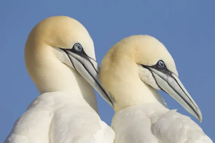 Framed Print : Pair of Gannets (Morus bassanus) mutual preening, Bass Rock, Firth of Forth, Scotland Framed Print : Pair of Gannets (Morus bassanus) mutual preening, Bass Rock, Firth of Forth, Scotland