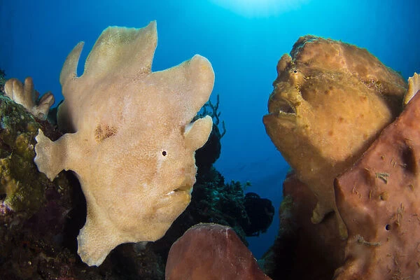Pair of Giant frogfish (Antennarius commersoni), male on the left