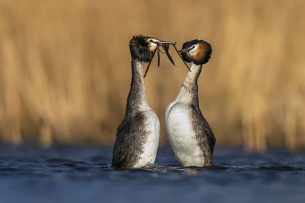 Pair of Great crested grebes (Podiceps cristatus) performing the weed dance during courtship, The Netherlands, Europe. March