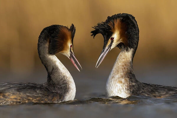 Pair of Great crested grebes (Podiceps cristatus) courtship dance display, The Netherlands, Europe. March