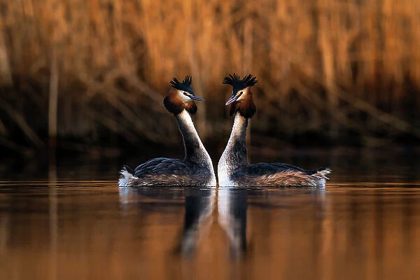 Pair of Great crested grebes (Podiceps cristatus) mimicking each others movements during courtship dance, The Netherlands, Europe. March