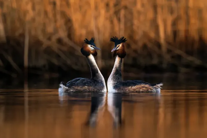 Framed Print : Pair of Great crested grebes (Podiceps cristatus) mimicking each others movements during courtship dance, The Netherlands, Europe. March Framed Print : Pair of Great crested grebes (Podiceps cristatus) mimicking each others movements during courtship dance, The Netherlands, Europe. March