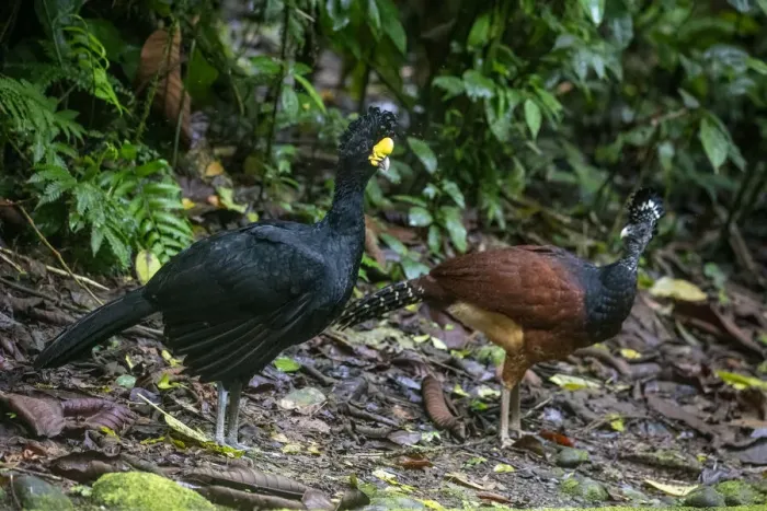 Framed Print : Pair of Great curassow (Crax rubra), La Selva Biological Station, Costa Rica Framed Print : Pair of Great curassow (Crax rubra), La Selva Biological Station, Costa Rica