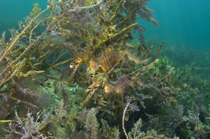 Framed Print : A pair of Leafy Seadragons (Phycodurus eques) camouflaged sheltering amongst seaweeds Framed Print : A pair of Leafy Seadragons (Phycodurus eques) camouflaged sheltering amongst seaweeds