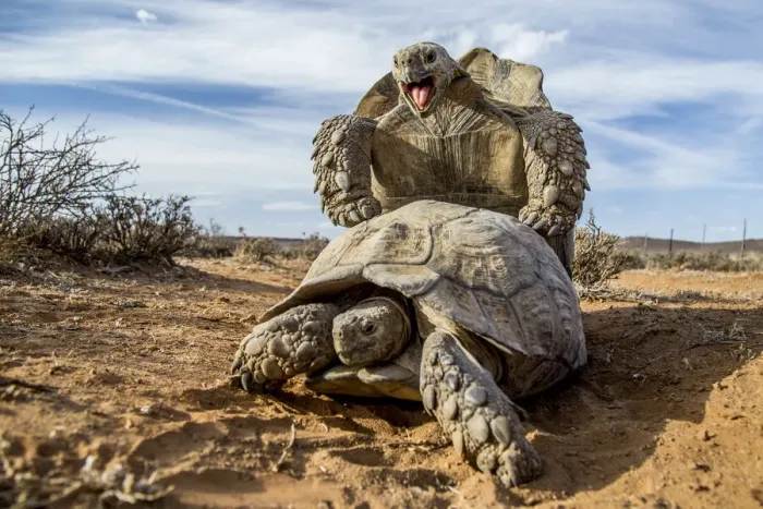 Framed Print : Pair of Leopard tortoises (Stigmochelys pardalis) mating, Karoo, South Africa Framed Print : Pair of Leopard tortoises (Stigmochelys pardalis) mating, Karoo, South Africa