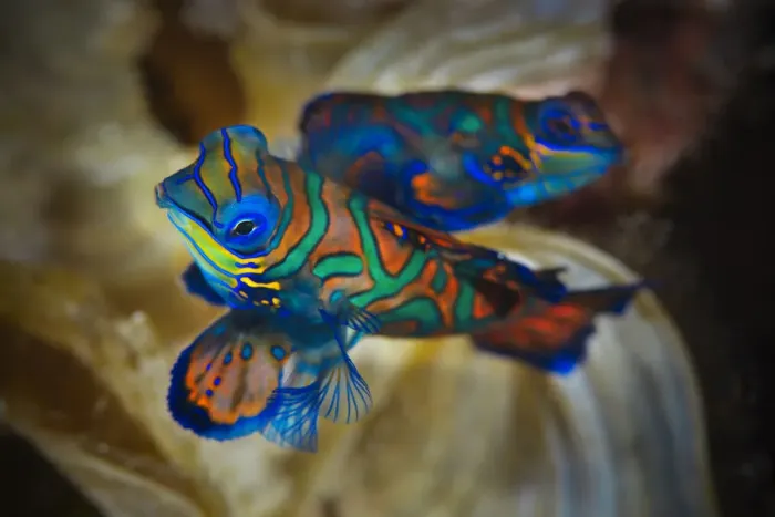 Framed Print : Pair of Mandarinfish (Synchiropus splendidus) mating, Raja Ampat, West Papua, Indonesia, Pacific Ocean Framed Print : Pair of Mandarinfish (Synchiropus splendidus) mating, Raja Ampat, West Papua, Indonesia, Pacific Ocean