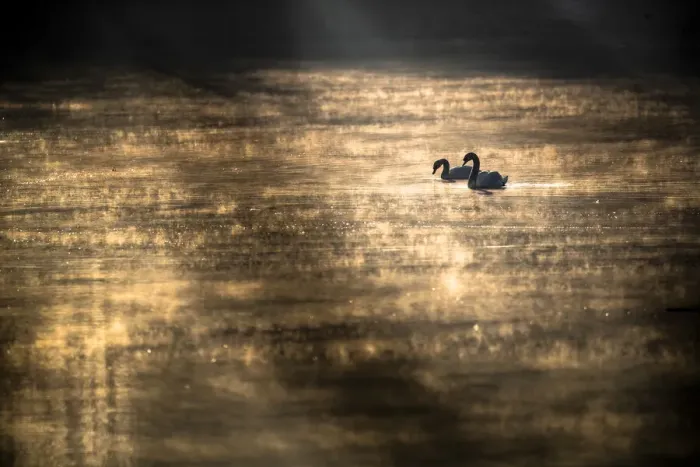 Framed Print : Pair of Mute swans (Cygnus olor) at sunrise on misty lake. Poland, March Framed Print : Pair of Mute swans (Cygnus olor) at sunrise on misty lake. Poland, March