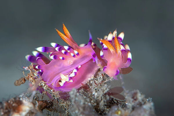 Pair of Nudibranchs (Flabellina exoptata) just prior to mating, the mating apparatus of the one on left is visible, Bitung, North Sulawesi, Indonesia, Molucca Sea