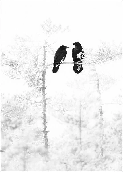A pair of Ravens (Corvus corax) perched in bleached out pine tree, Estonia, March 2008