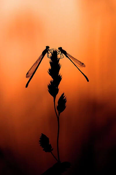 Pair of Red-eyed damselfly (Erythromma najas) perched on grass blade, at sunset, Poland. June