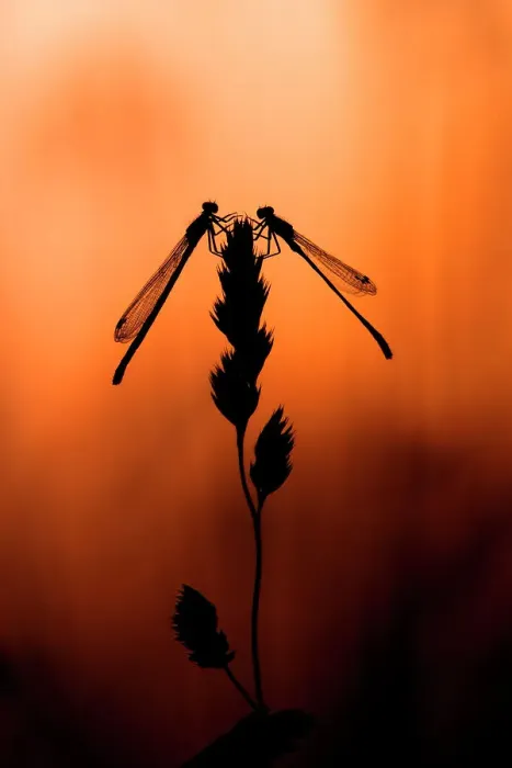Framed Print : Pair of Red-eyed damselfly (Erythromma najas) perched on grass blade, at sunset, Poland. June Framed Print : Pair of Red-eyed damselfly (Erythromma najas) perched on grass blade, at sunset, Poland. June