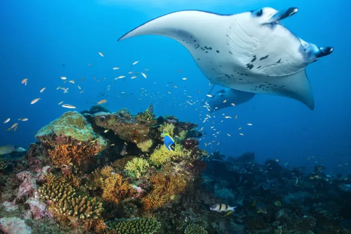 Framed Print : Pair of reef mantas (Mobula alfredi) visiting a colourful cleaning station on a coral