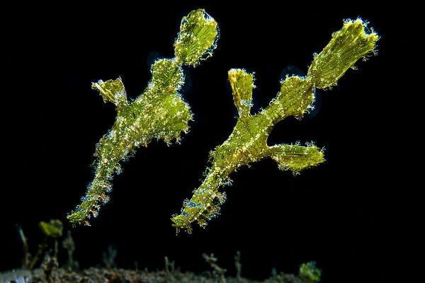Pair of Rough snout ghostpipefish (Solenostomus paegnius), with female with egg pouch