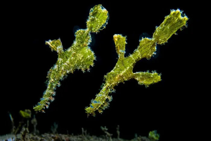 Framed Print : Pair of Rough snout ghostpipefish (Solenostomus paegnius), with female with egg pouch Framed Print : Pair of Rough snout ghostpipefish (Solenostomus paegnius), with female with egg pouch