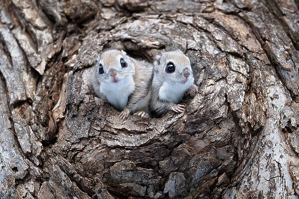 Pair of Siberian flying squirrel (Pteromys volans orii) sharing nest in tree hole in preparation for reproductive season. Hokkaido, Japan. March