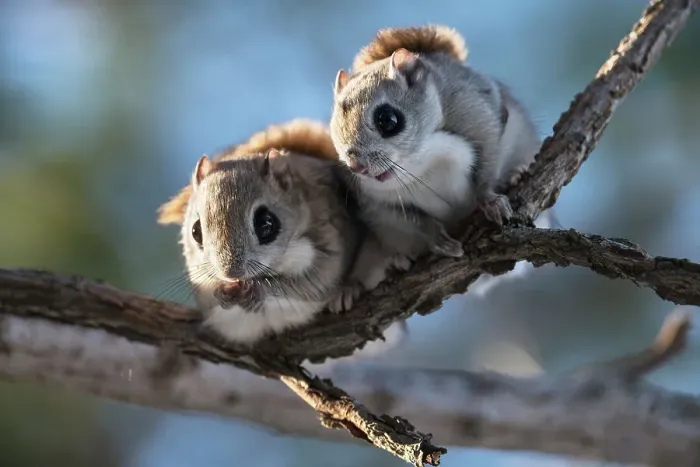 Framed Print : Pair of Siberian flying squirrel (Pteromys volans orii) emerging from nest early in morning during winter reproductive season. Hokkaido, Japan. March Framed Print : Pair of Siberian flying squirrel (Pteromys volans orii) emerging from nest early in morning during winter reproductive season. Hokkaido, Japan. March