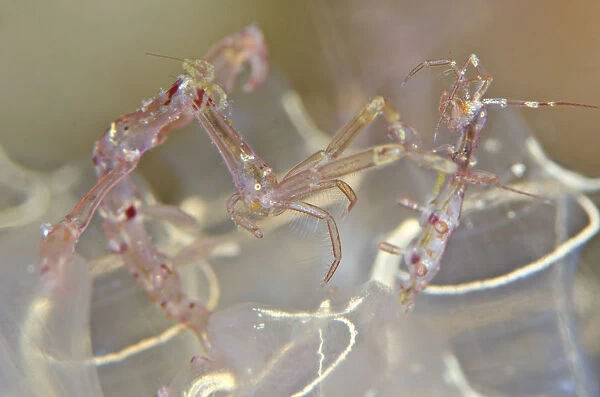 Pair of Skeleton shrimps (Caprella linearis) male on left, living on lightbulb tunicates
