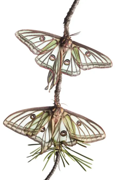 Framed Print : Pair of Spanish luna / Isabelline moths (Graellsia isabellina) on twig, Queyras Natural Park Framed Print : Pair of Spanish luna / Isabelline moths (Graellsia isabellina) on twig, Queyras Natural Park