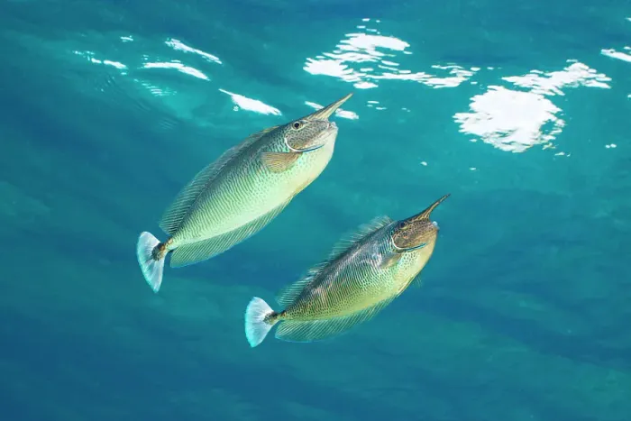 Framed Print : Pair of Spotted unicornfish (Naso brevirostris) courtship display above the reef, Ari Atoll, Maldives, Indian Ocean Framed Print : Pair of Spotted unicornfish (Naso brevirostris) courtship display above the reef, Ari Atoll, Maldives, Indian Ocean