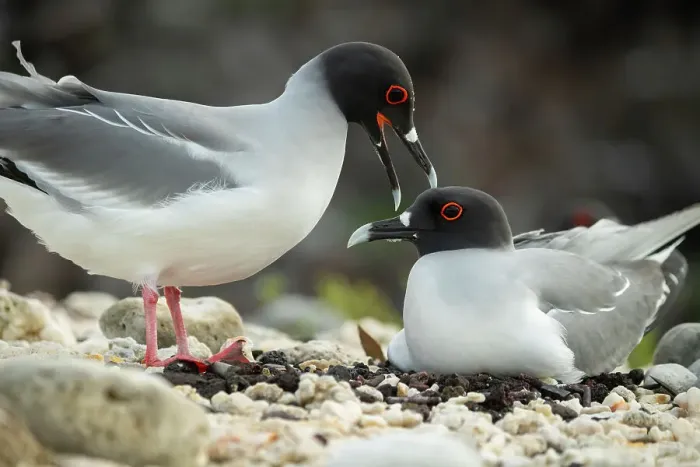 Framed Print : Pair of Swallow-tailed gulls (Creagrus furcatus) at nest, one incubating. Genovesa Island, Galapagos Islands, Ecuador Framed Print : Pair of Swallow-tailed gulls (Creagrus furcatus) at nest, one incubating. Genovesa Island, Galapagos Islands, Ecuador
