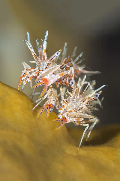 Pair of Tiger shrimps (Phyllognathia ceratophthalmus) on top of piece of coral. Bitung