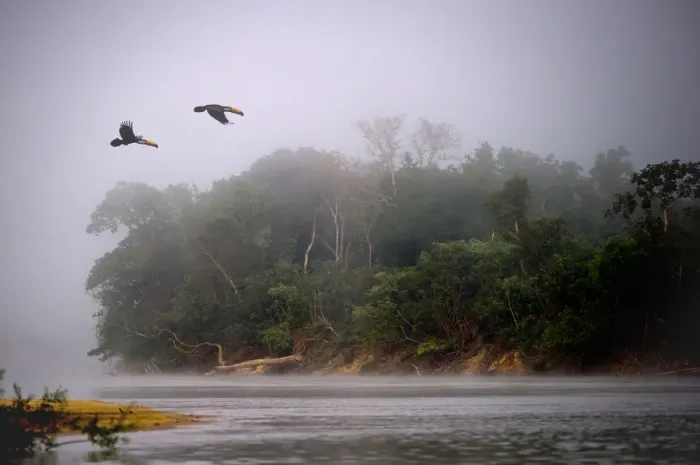 Framed Print : A pair of Toco Toucans (Ramphastos toco) flying across the Piquiri River at dawn Framed Print : A pair of Toco Toucans (Ramphastos toco) flying across the Piquiri River at dawn